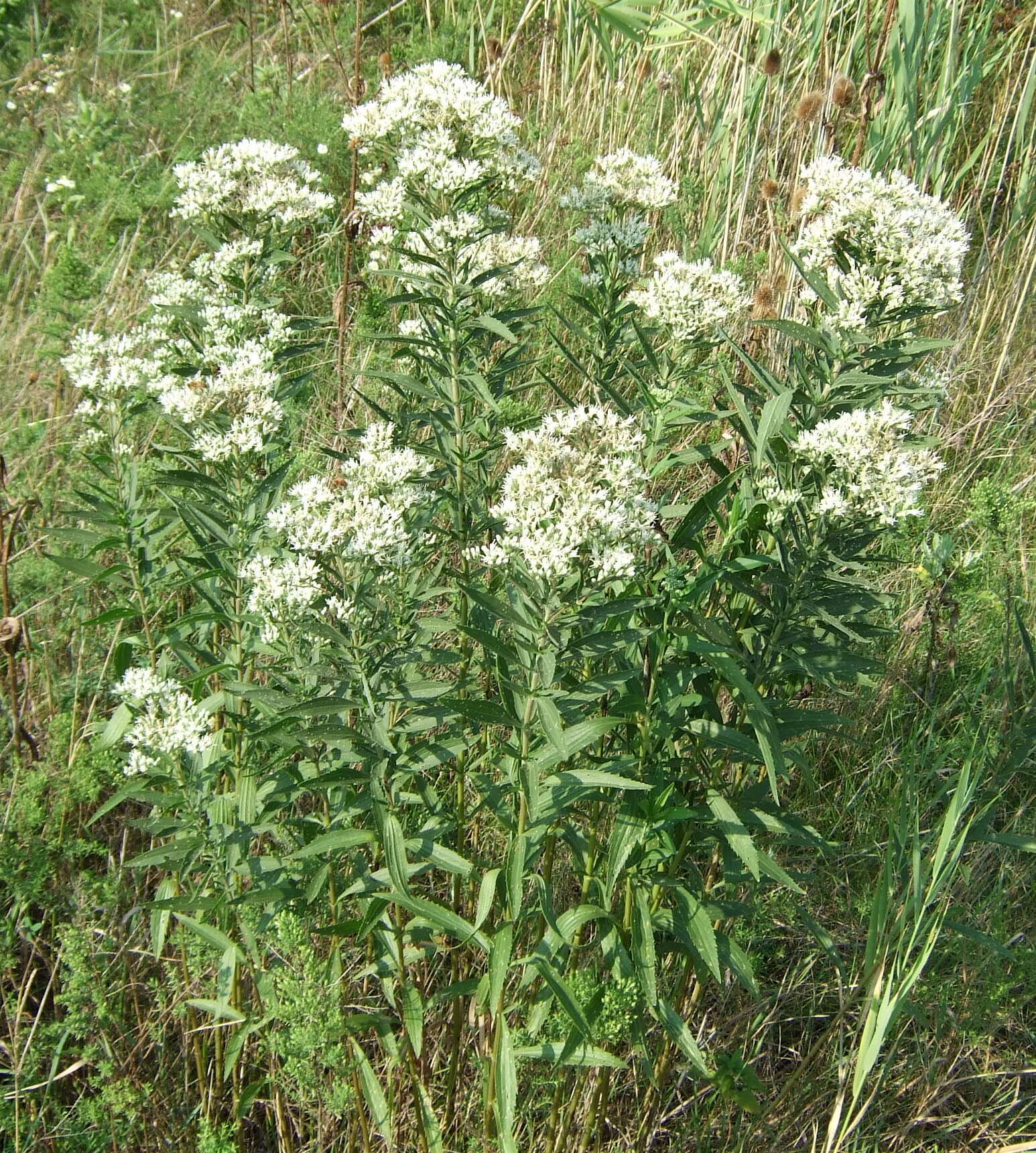 Image of Hemp-agrimony