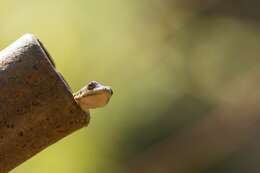 Image of Phelsuma