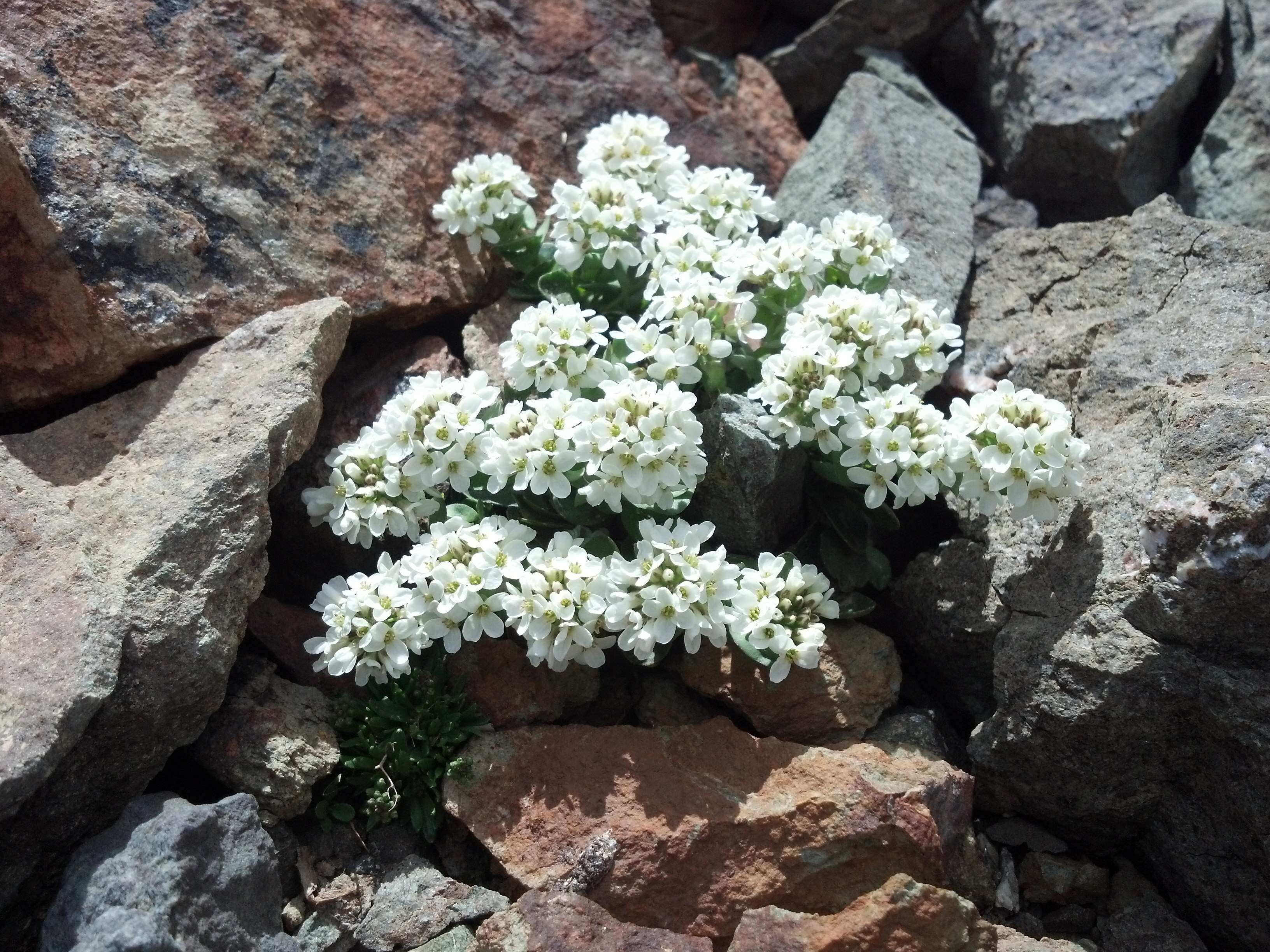 Image of alpine pennycress