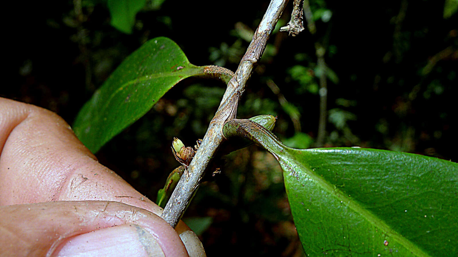 Image of Erythroxylum nobile O. E. Schulz