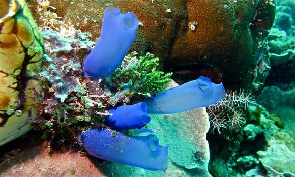 Image of blue ascidian