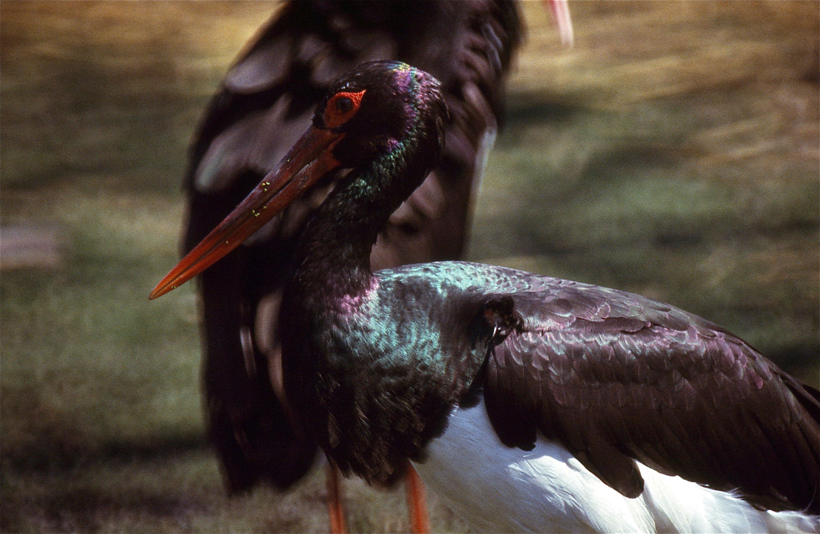 Image of Black Stork