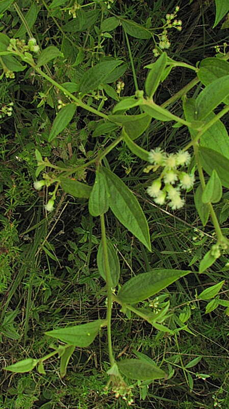 Image of Baccharis rhexioides Kunth