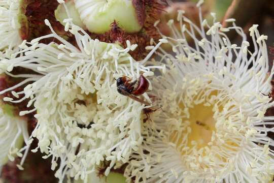 Image of Exoneura bicolor Smith 1854