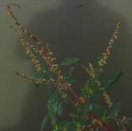 Amaranthus resmi