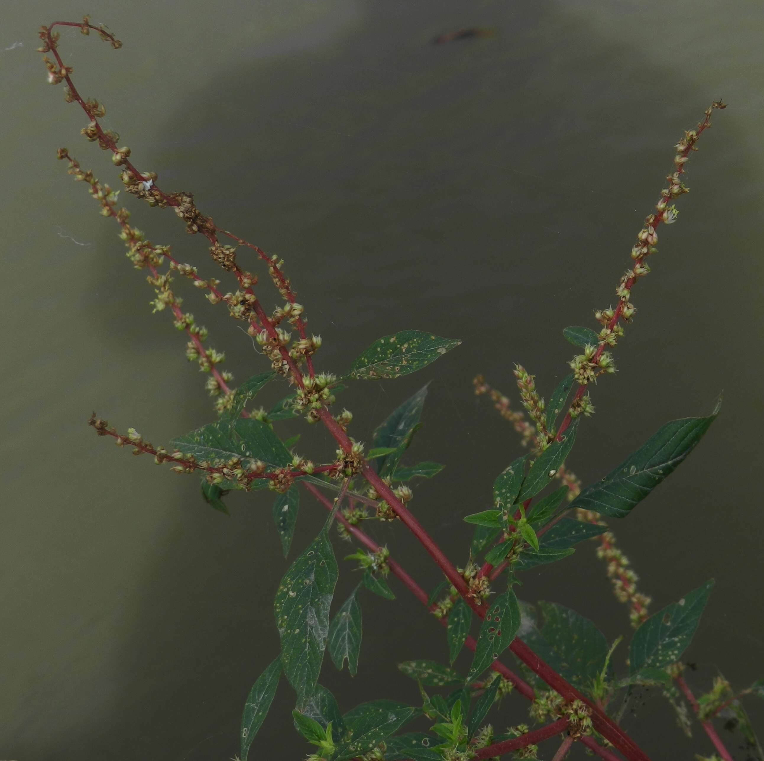 Amaranthus resmi