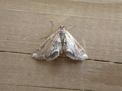 Image of Cataclysta lemnata Linnaeus 1758