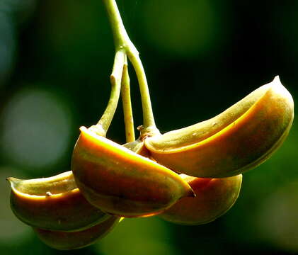 Image de Tabernaemontana alternifolia L.