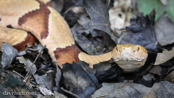 Image of Copperhead
