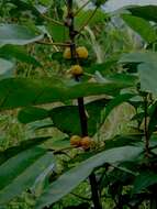 Image of Ficus grossularioides Burm. fil.