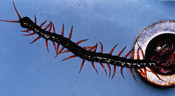 Image of Centipede