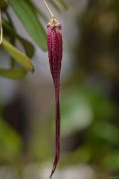 Image de Bulbophyllum plumatum Ames