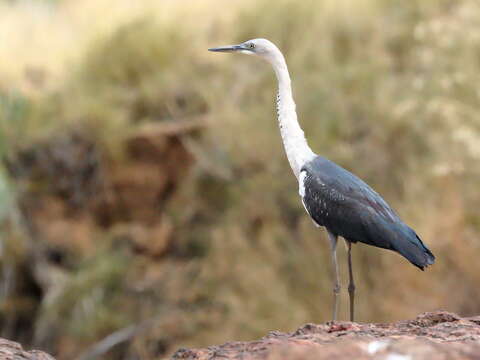 Image of Pacific Heron