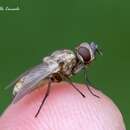 Image of Stable fly