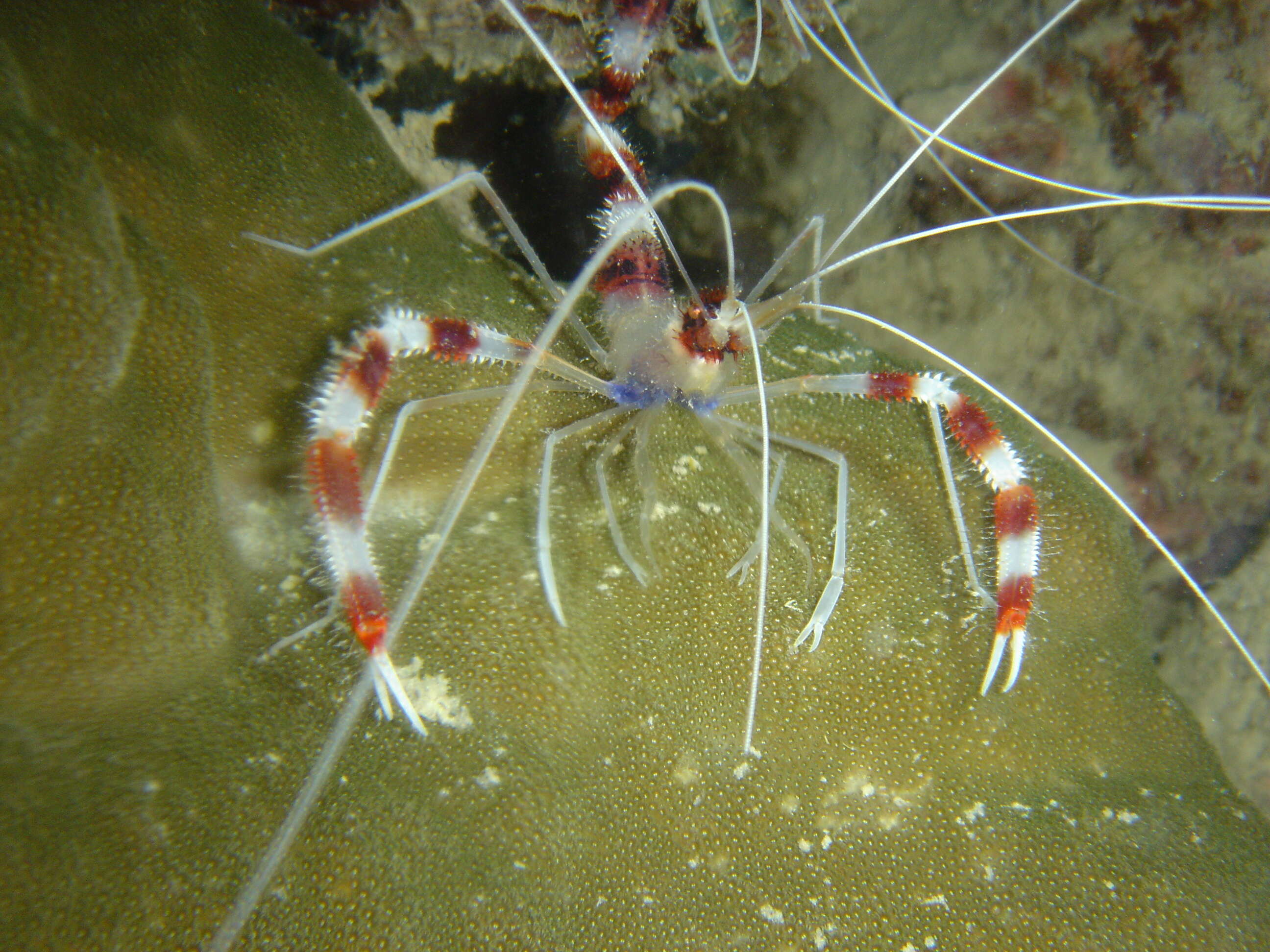 Image of coral shrimps