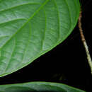 Image of Huberodendron allenii Standl. & L. O. Williams