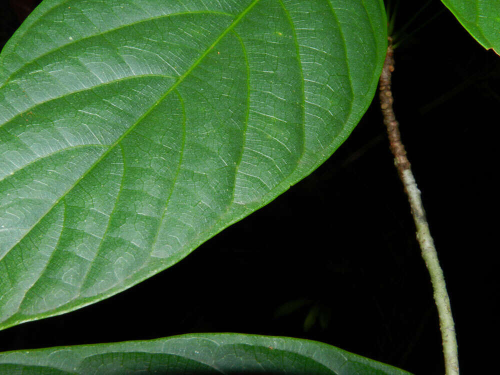 Image of Huberodendron allenii Standl. & L. O. Williams