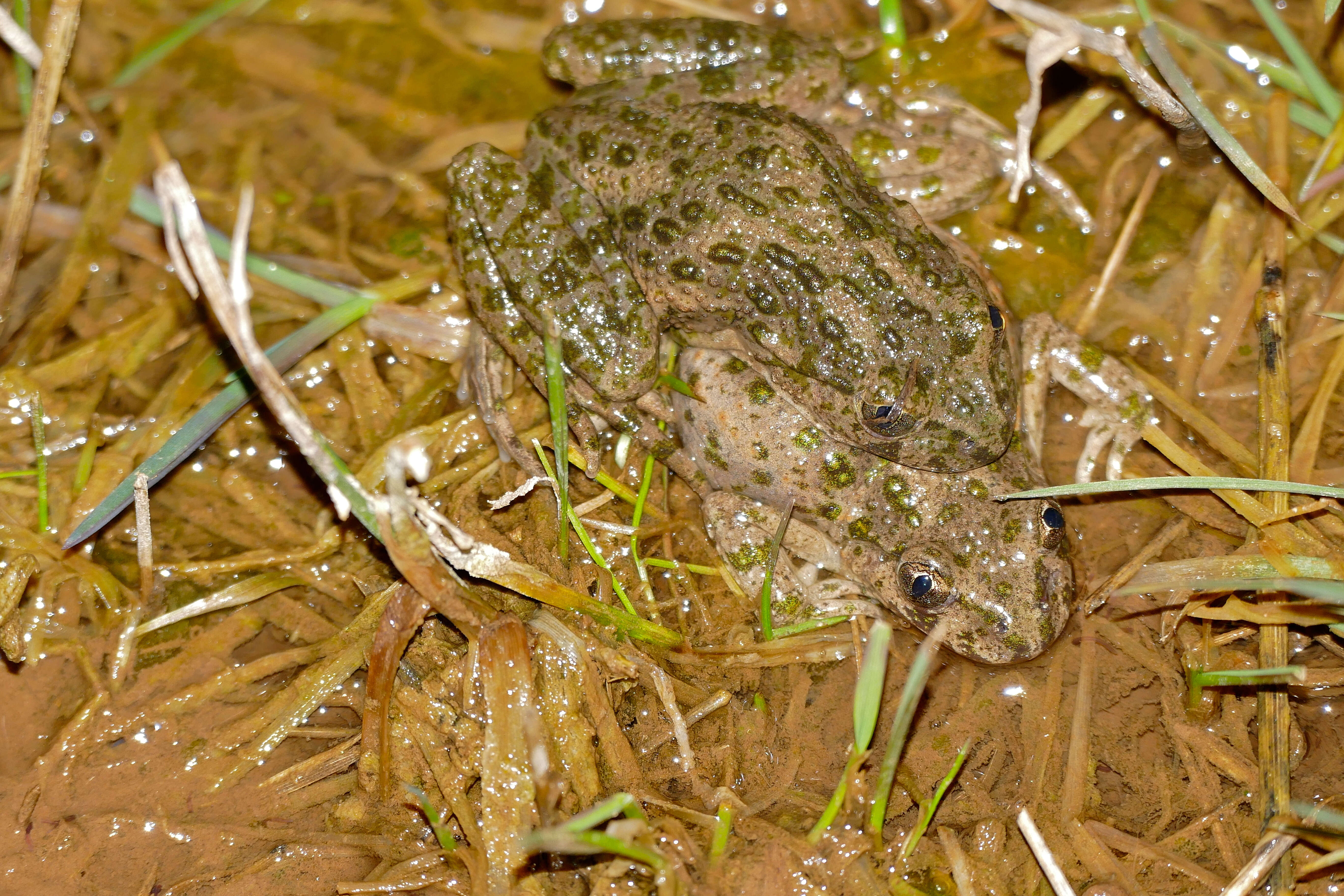 Image of parsley frogs