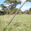 Image of Rat-tail grass