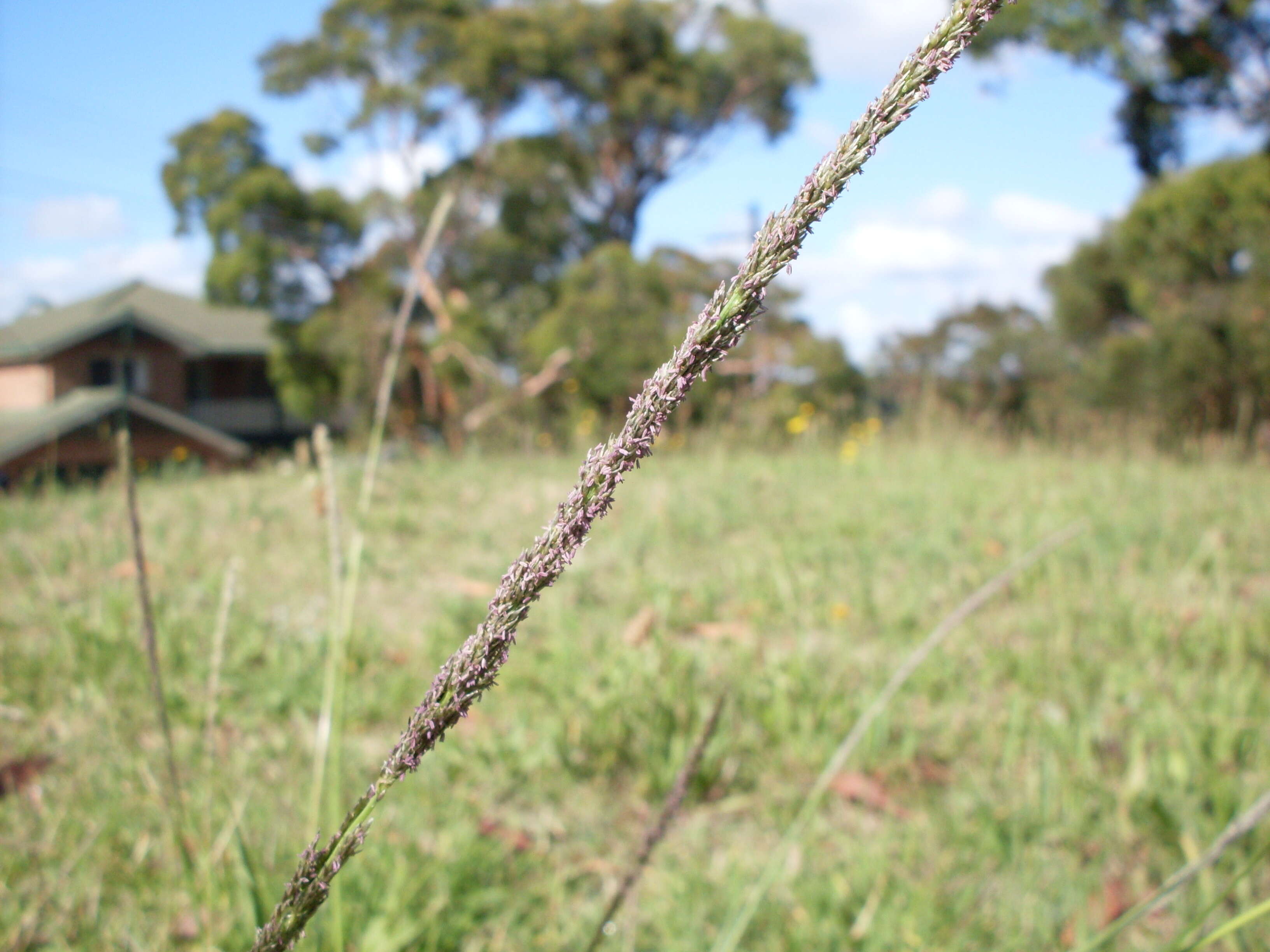 Image of rat-tail grass