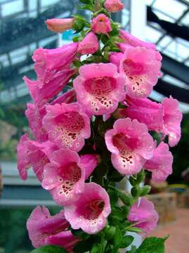 Image of Foxglove