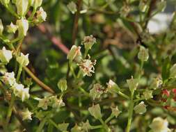 صورة Arnoglossum floridanum (A. Gray) H. Robinson