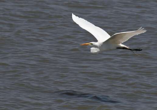 Image of Great Egret