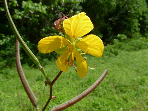 Слика од Senna occidentalis (L.) Link