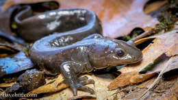 Image of mole salamanders