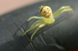 Image of crab spiders