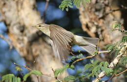 Image of Phylloscopidae