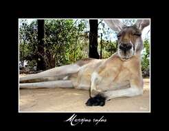 Macropus subgen. Osphranter Gould 1842的圖片