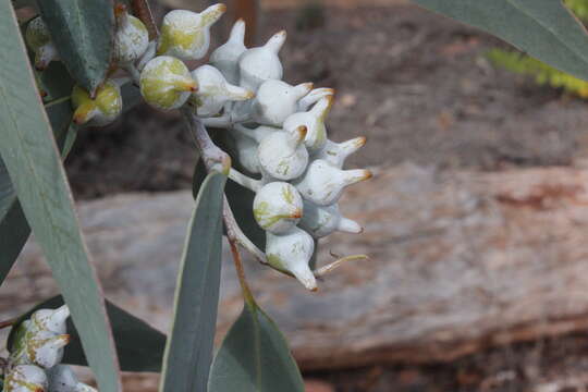 Image of lemon-flower gum