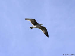 Image of Caspian Gull