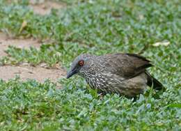 Image of Arrow-marked Babbler