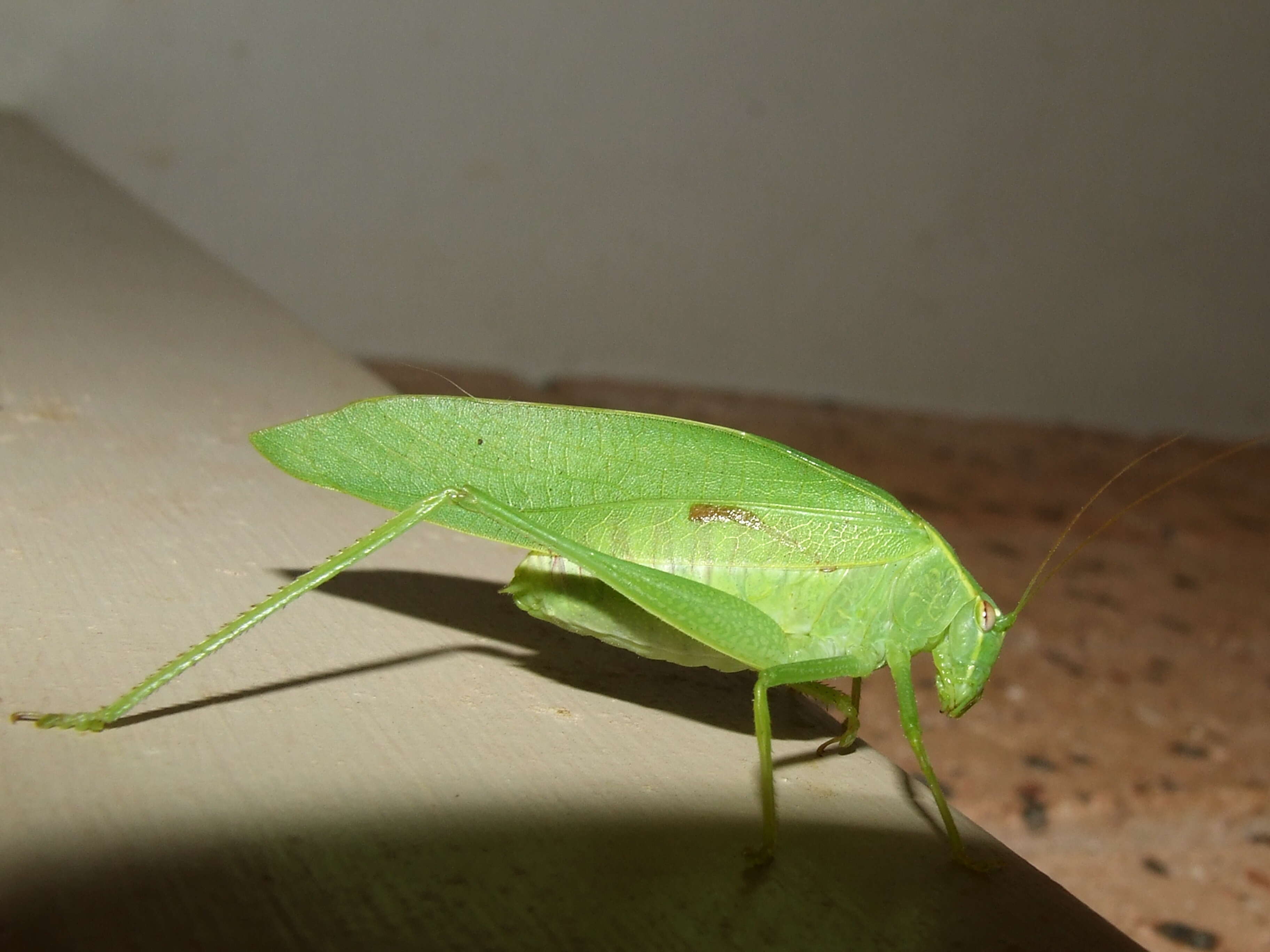 Image of Round-headed Katydids