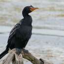 Image of Long-tailed Cormorant