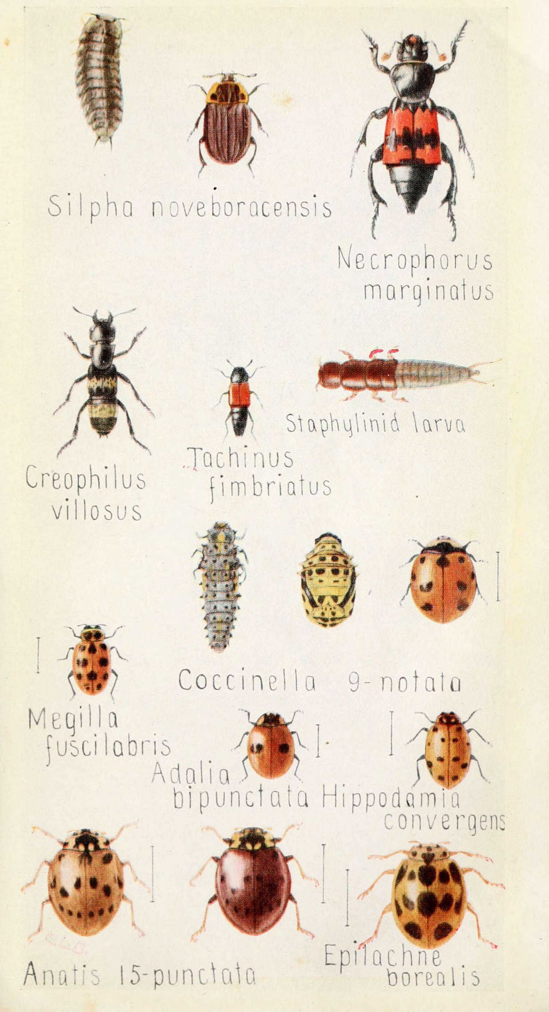 Image of Oiceoptoma