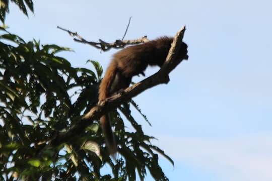 Image of Black-fronted Titi Monkey