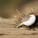 Image of Red-capped Dotterel