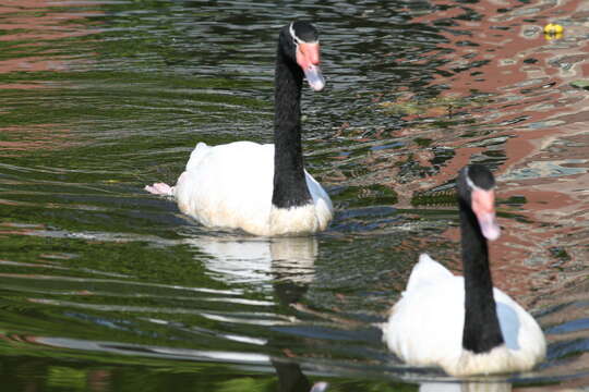 Image of Black-necked Swan