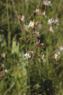 Image of Biennial Evening-Primrose