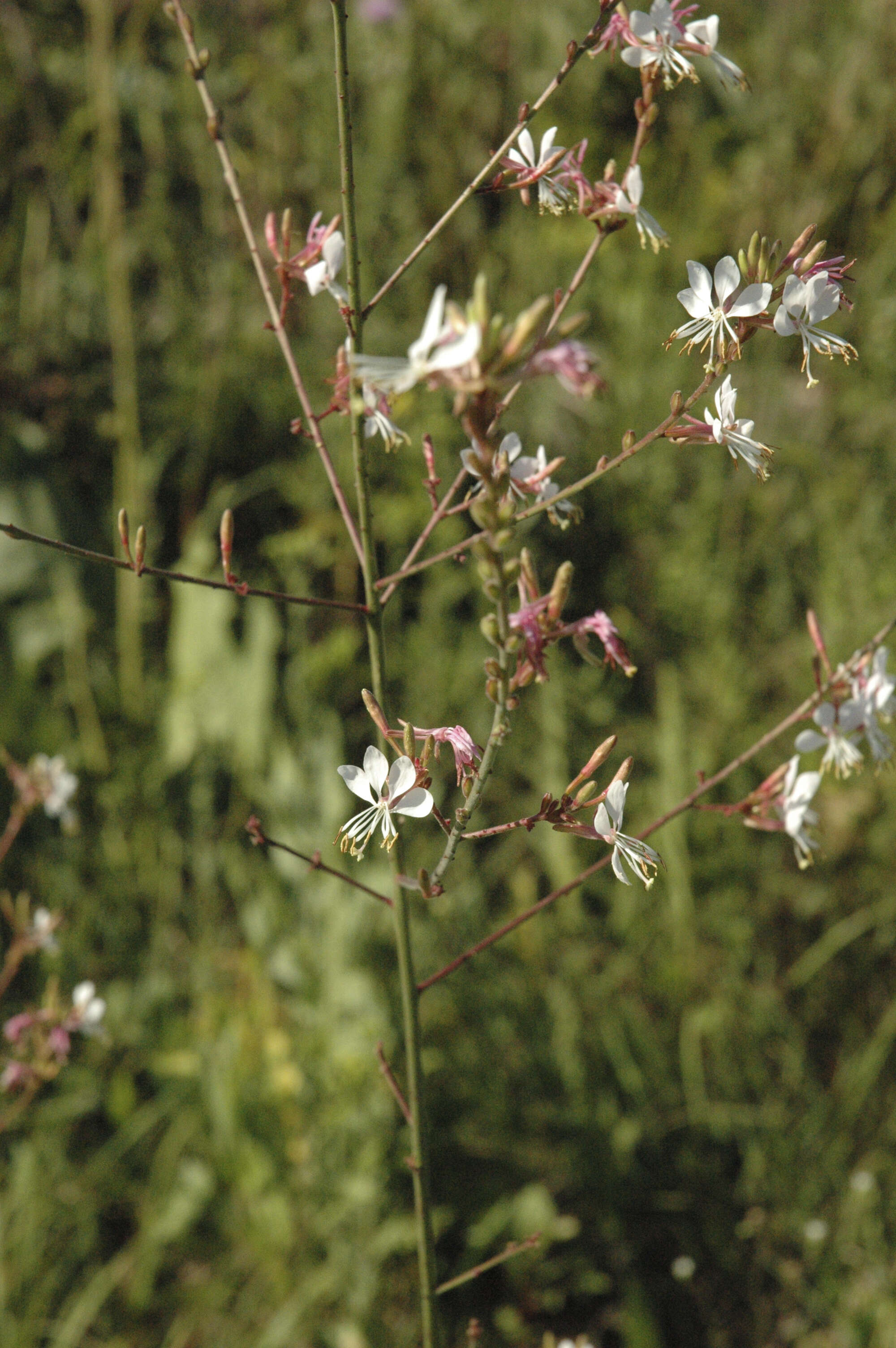 Imagem de Oenothera gaura W. L. Wagner & Hoch