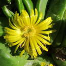 صورة Glottiphyllum neilii N. E. Br.