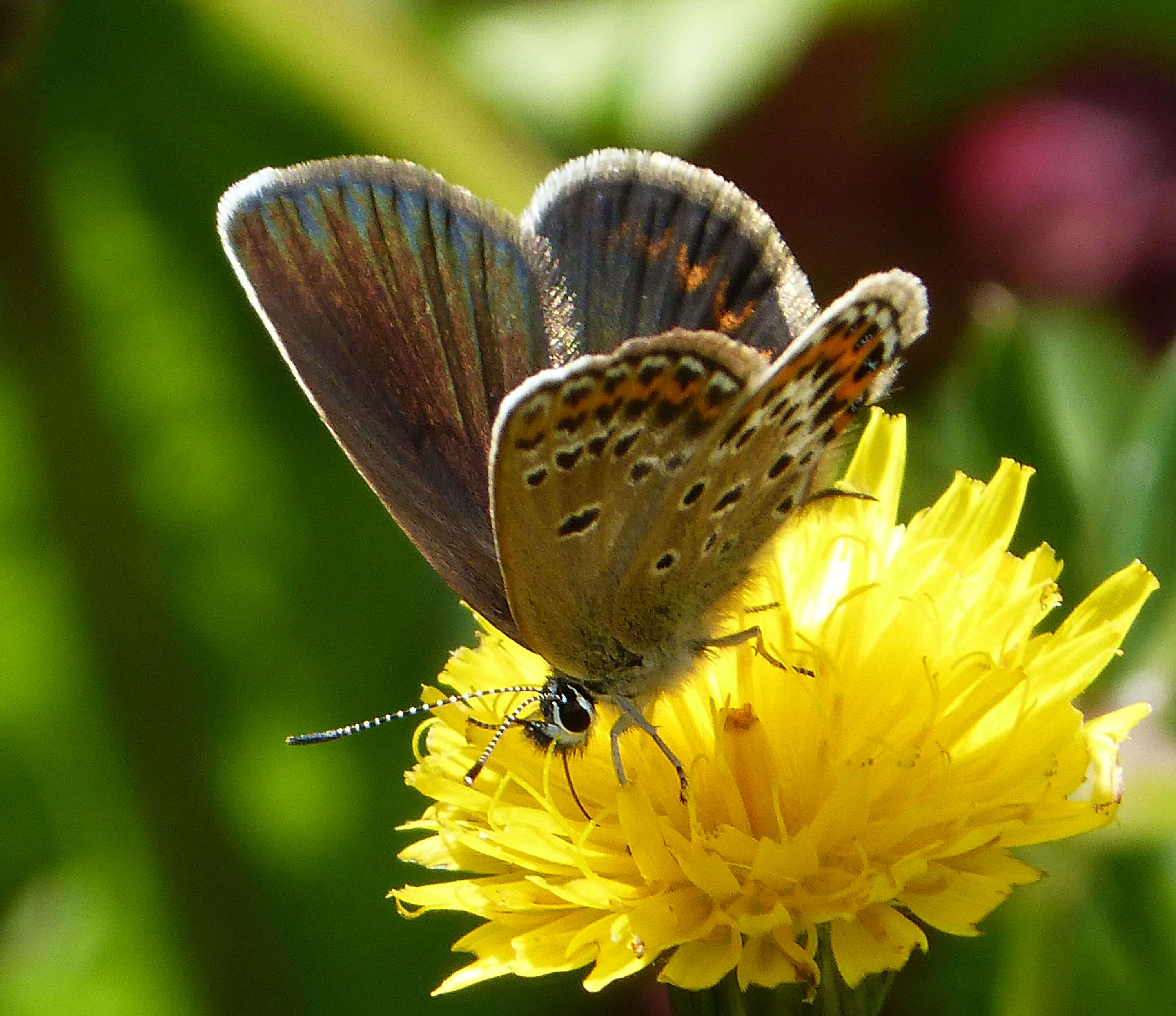 Image of Plebejus