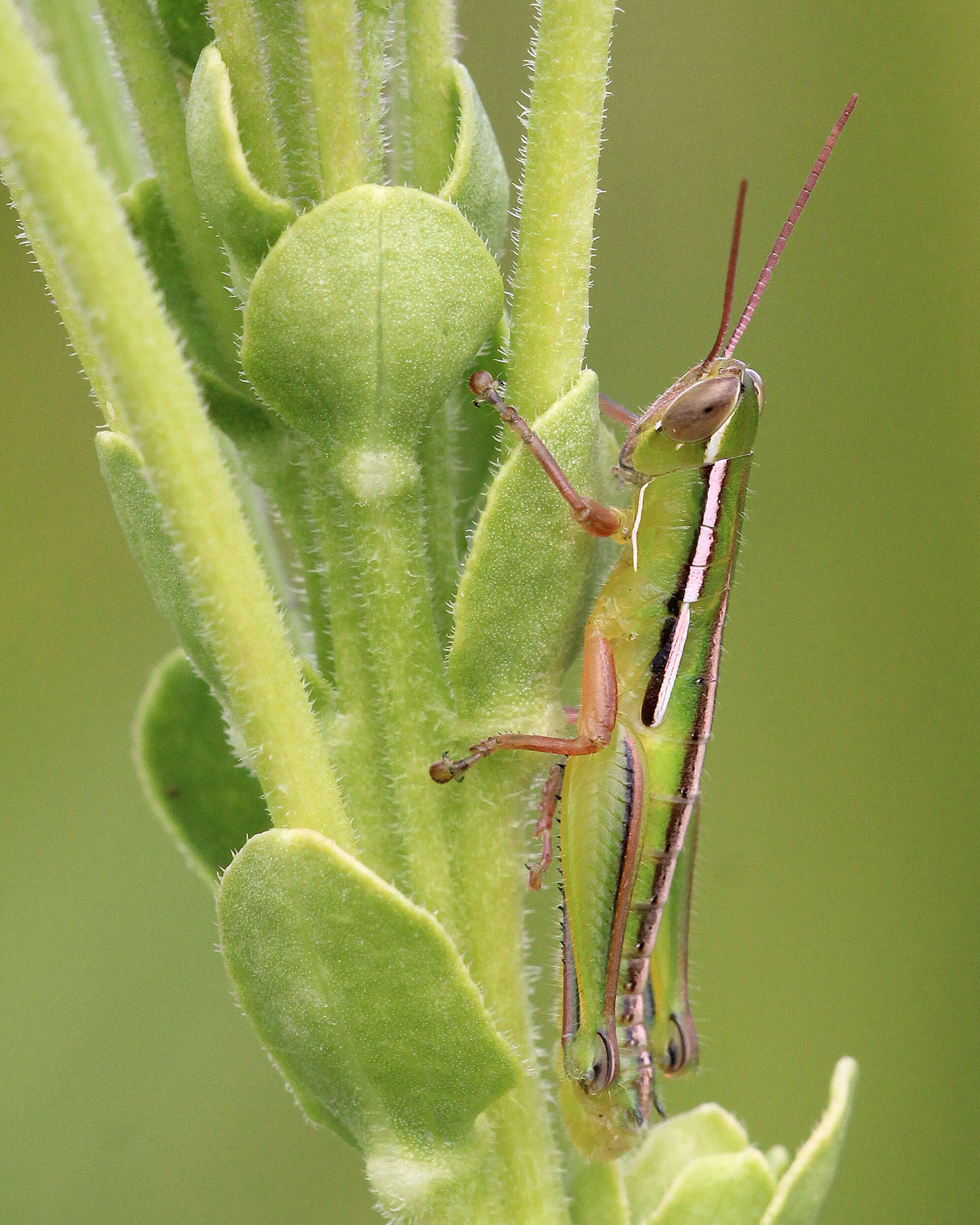 Слика од Aptenopedes sphenarioides Scudder & S. H. 1878