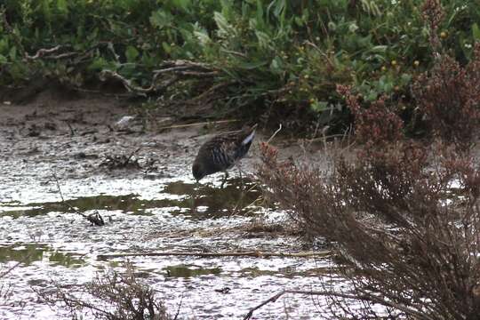 Image of Australian Crake