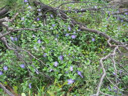 Image de Vinca major L.