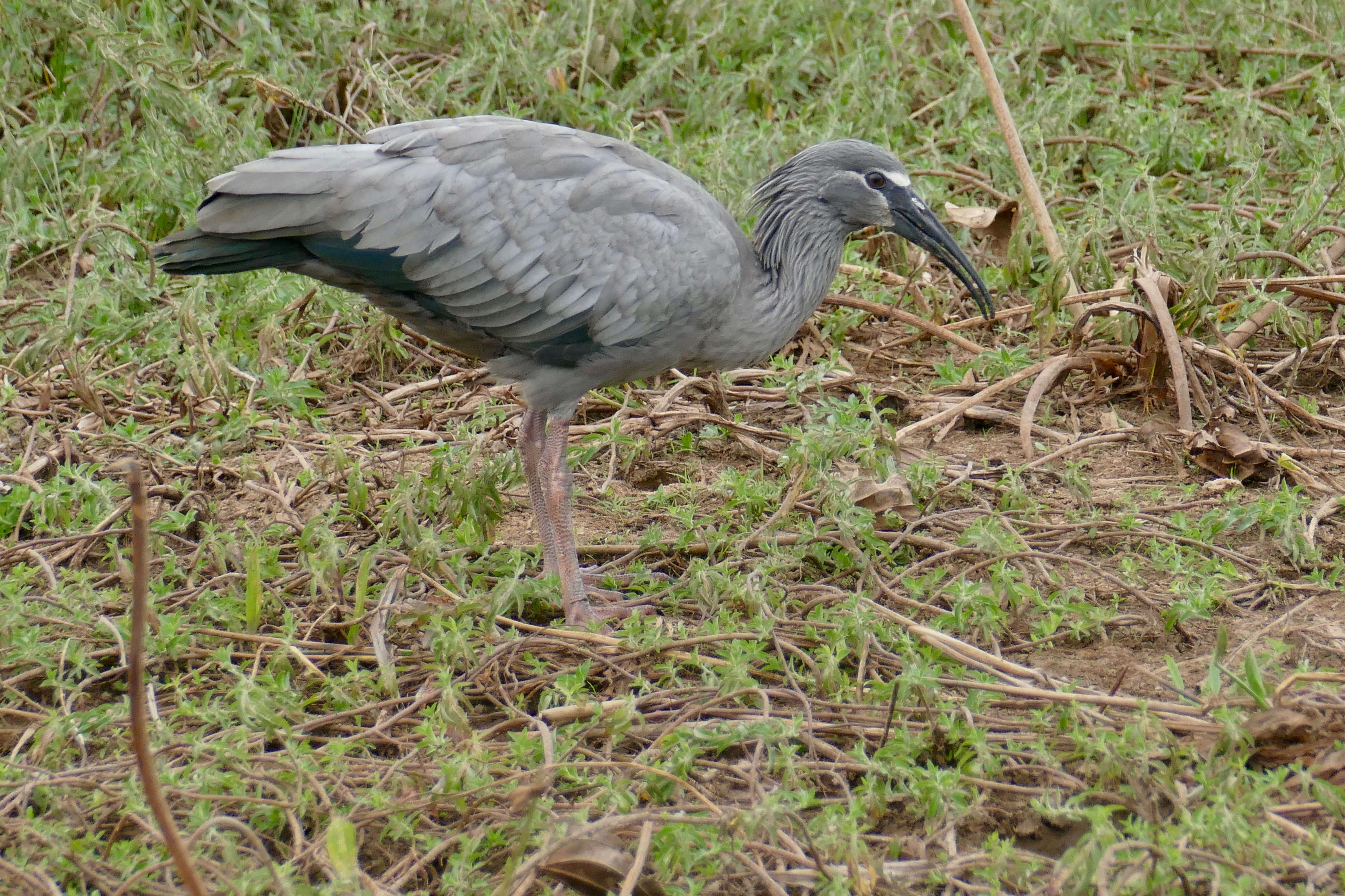 Image of Theristicus Wagler 1832