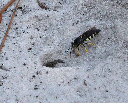 Plancia ëd Bicyrtes quadrifasciatus (Say 1824)